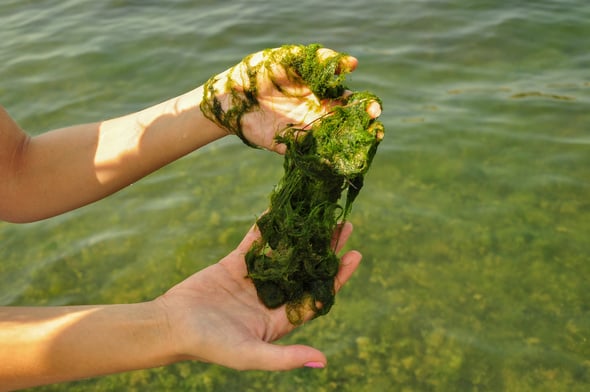 Macroalgae, algae pollution, algae in hand, filamentous structure